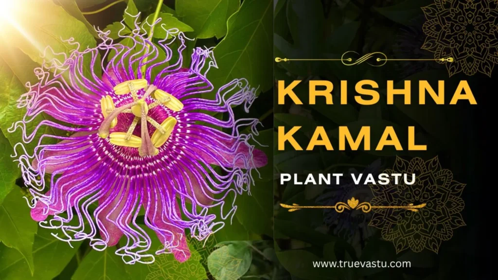 Krishna Kamal plant in best Vastu direction