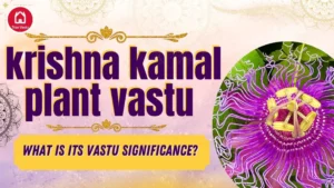 Krishna Kamal plant placed in correct direction as per Vastu for home harmony
