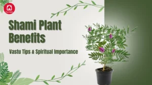 Shami plant boosting peace and prosperity per Vastu guidelines — True Vastu.