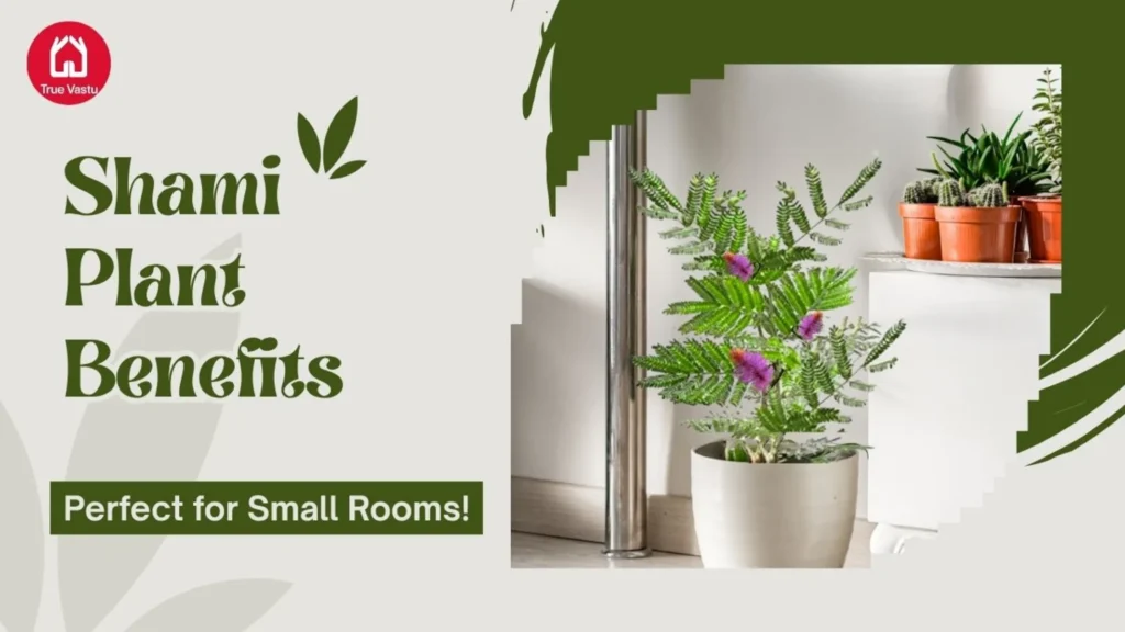 Shami Plant Vastu Benefits