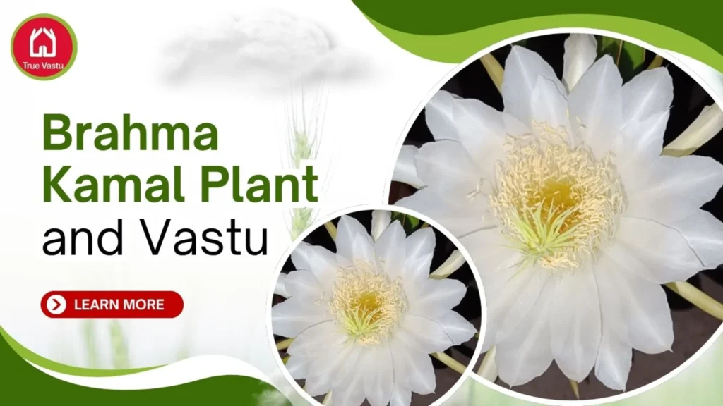 Vastu placement of Brahma Kamal plant