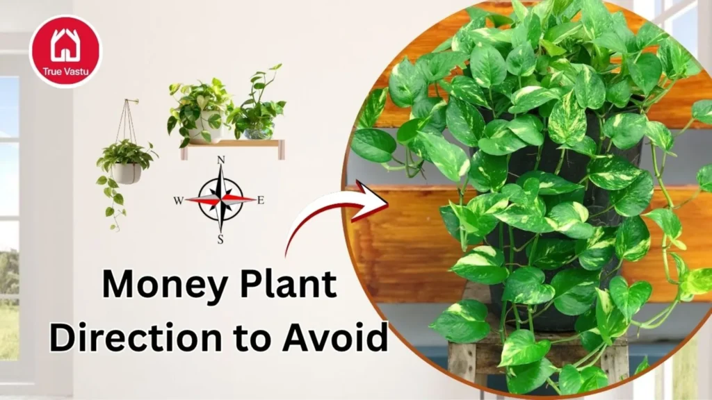 Money Plant placement tips Vastu