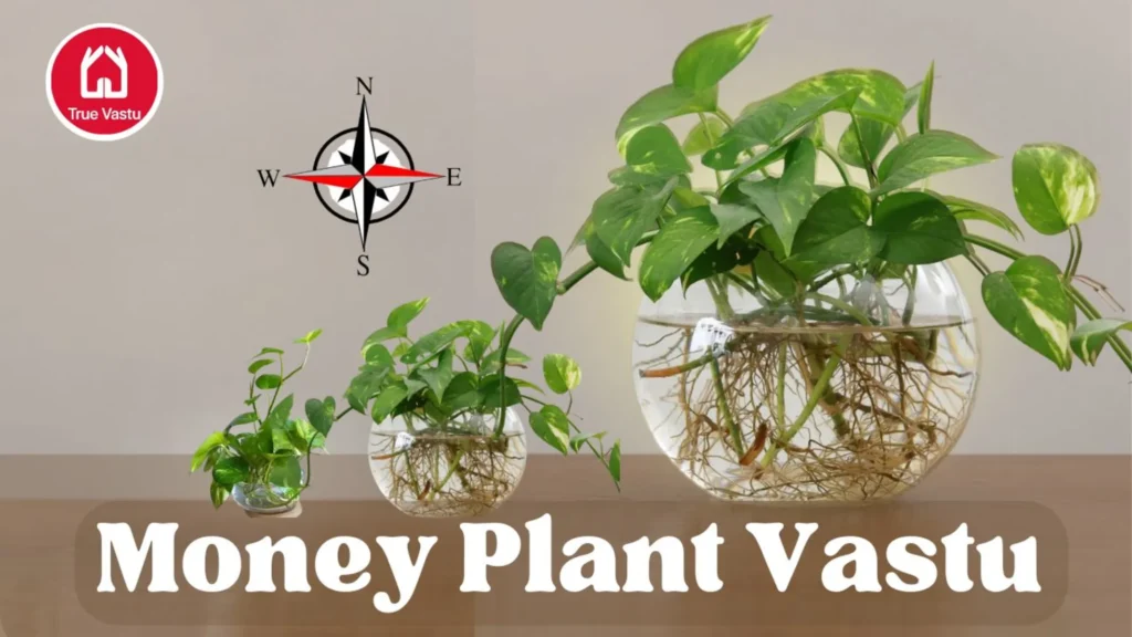 Money Plant Vastu direction for wealth