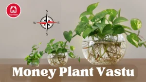 Money Plant Vastu direction for wealth